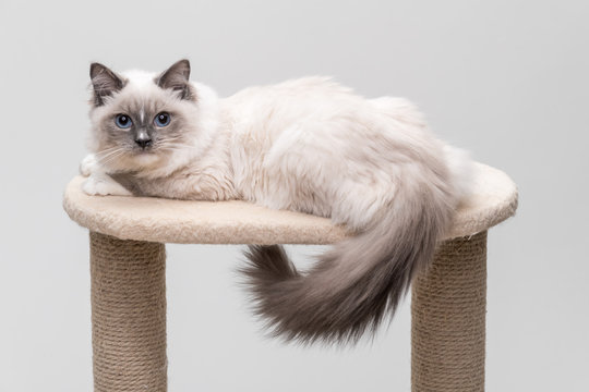 Gorgeous Ragdoll Cat With A Curly Lying On A Climbing Frame. Studio Shot. Solid Background.