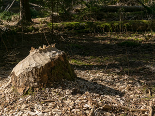 picture with a beaver tree on the bank of the river