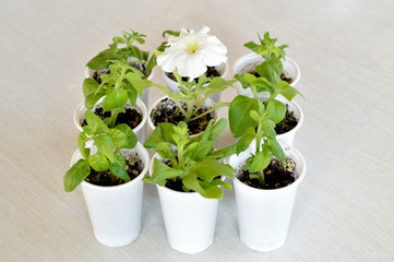 Concept of standing out from the crowd and leadership.
seedlings of flowers in plastic cups and blossoming flower of white petunia. Petunia sprouts and Impatiens (busy lizzie)