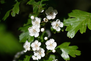 hawthorn blossom