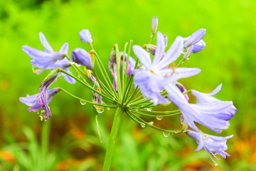 blue flowers in the garden