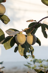 Full of ripe golden persimmon trees