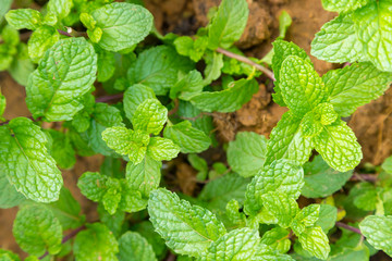 Fresh peppermint trees in organig garden use for herb in Thai food product