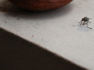 brown clay pot with house fly