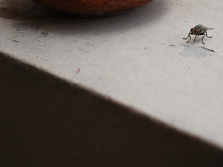 brown clay pot with house fly