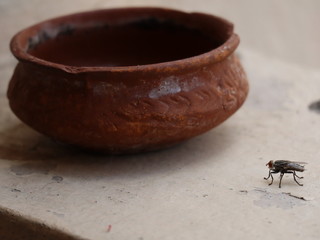 brown clay pot with house fly