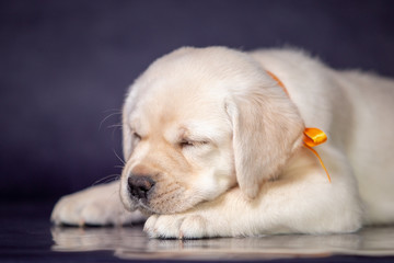 Portrait of a cute yellow labrador puppy in the studio.