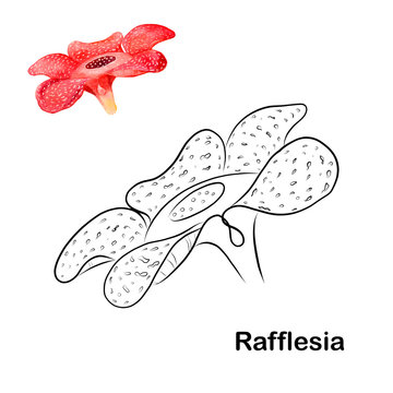 graphic drawing of a Rafflesia flower, with watercolor miniature