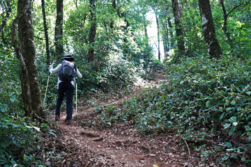 A girl trekking along natural trail pathway among green forest park
