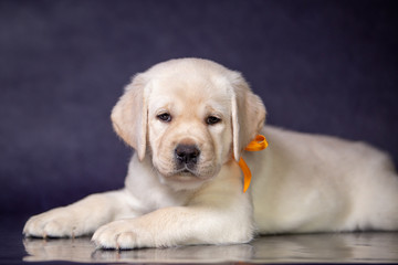Portrait of a cute yellow labrador puppy in the studio.