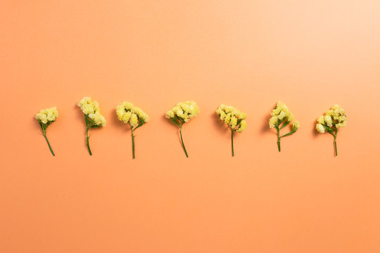 Yellow statice flowers on orange background. Floral composition, flat lay, top view, copy space