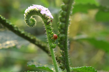Beautiful white flowers that look like seahorses and have ladybug beetles, perfect as a background.