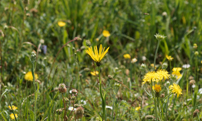 Tragopogon pratensis - Salsifis des prés ou Barbe-de-bouc aux fleurons ligulés en capitules solitaires dentelées jaune pâle sur tige dressée vert glabre