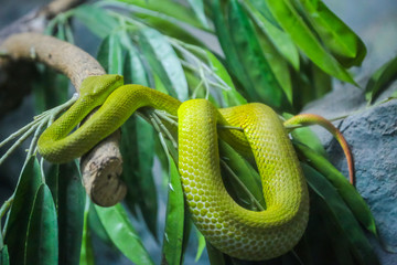 White-Lipped Pit Viper