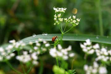 Dew drops on beautiful green leaves