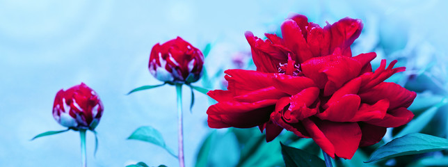 Dark red color peony with selective focus.