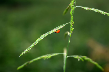 Ladybug on green leaves in winter