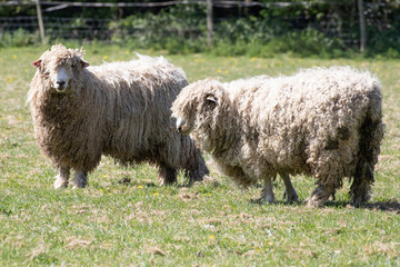 long hair sheep