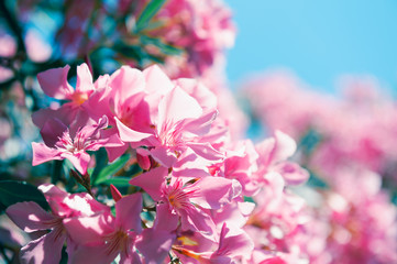 Blooming pink flowers against the blue sky. Macro image, selective focus. Beautiful summer nature background.