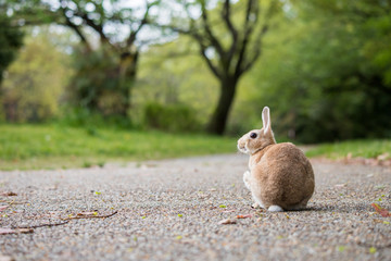 春の公園で遊んでいる可愛いウサギ