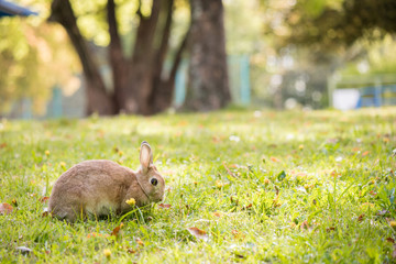 春の公園で遊んでいる可愛いウサギ