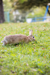 春の公園で遊んでいる可愛いウサギ
