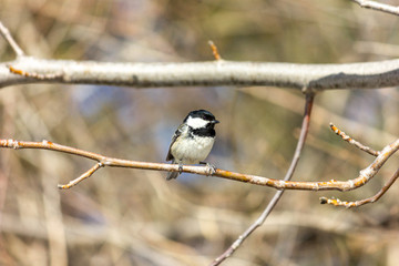 Muscovite, black tit. A bird in the forest sits on a branch, the sun is shining.