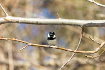 Muscovite, black tit. A bird in the forest sits on a branch, the sun is shining.