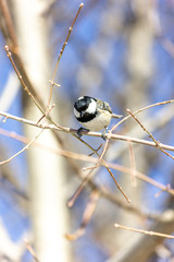 Muscovite, black tit. A bird in the forest sits on a branch, the sun is shining.