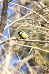 Close-up of a bird sitting on a branch in the forest. Yellow big tit.