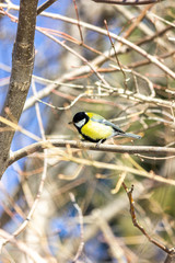 Close-up of a bird sitting on a branch in the forest. Yellow big tit.