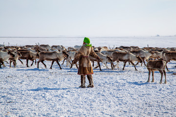 The extreme north, Yamal, pasture of Nenets in Tundra, reindeer helper catches deer