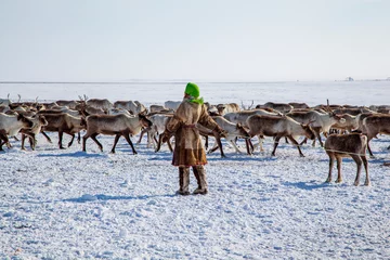 Foto auf Alu-Dibond The extreme north, Yamal, pasture of Nenets in Tundra, reindeer helper catches deer © evgenii