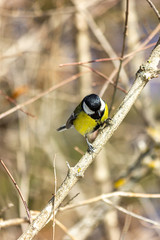 Close-up of a bird sitting on a branch in the forest. Yellow big tit.