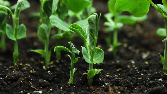 Growing Plants in Spring Timelapse, sprouts germination in greenhouse, Agriculture