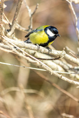 Obraz premium Close-up of a bird sitting on a branch in the forest. Yellow big tit.