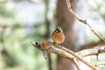 A finch bird sits on a branch in the forest.