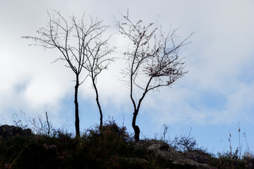 silhouette of small bare trees in mountain