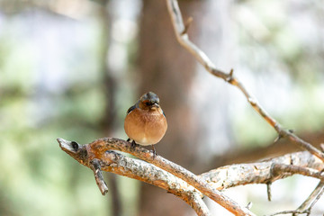 A finch bird sits on a branch in the forest.