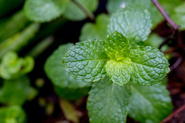 Fresh green peppermint leaves plant with nature