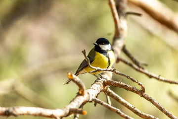 Fototapeta premium Close-up of a bird sitting on a branch in the forest. Yellow big tit.