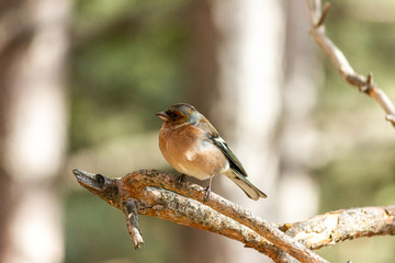 A finch bird sits on a branch in the forest.