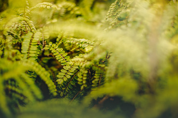 grass and leaves on natural background