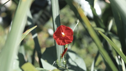 Red flower
