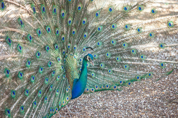 Obraz premium Peacock male in the nature