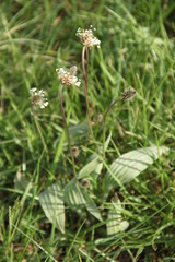 Green grass farmland in the wind