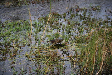 Everglades National Park, Florida