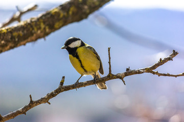 Close-up of a bird sitting on a branch in the forest. Yellow big tit.