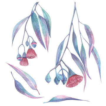 Eucalyptus Branches, Leaves And Flowers Isolated On A White Background. Hands Drawn Illustration. Exotic Plant Color Pencil Drawing.