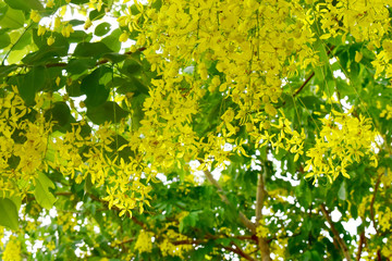 Yellow flowers with green leaves on the tree, Golden shower tree 